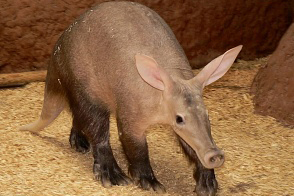В зоопарке «Лимпопо» появилась самка капского трубкозуба 
