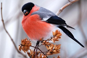 В Автозаводском районе откроется фотовыставка птиц