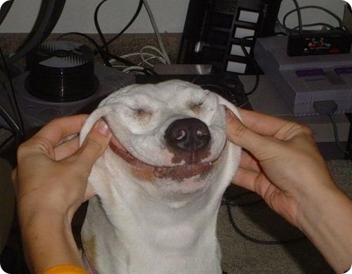 Специалисты утверждают, что иногда нам может лишь казаться, что животное улыбается.jpg