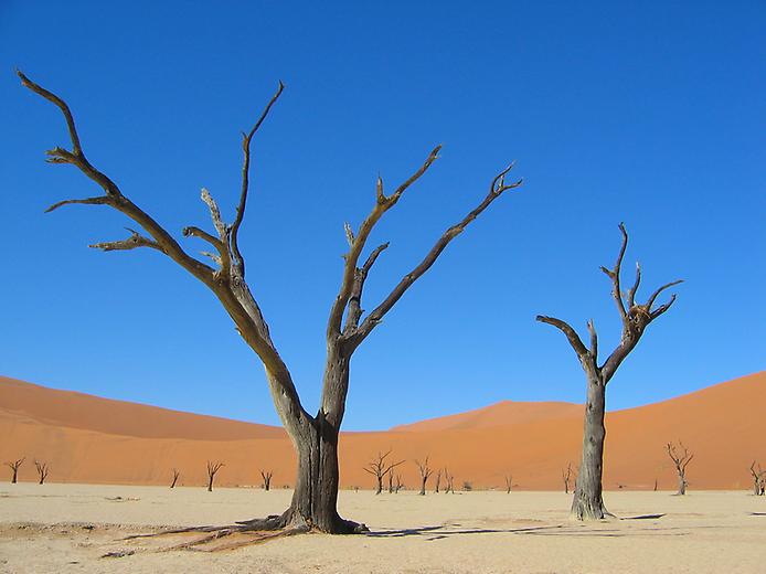 Высохшие стволы акаций и сюрреалистические ландшафты на плато Соссусфлей в пустыне Намиб.jpg
