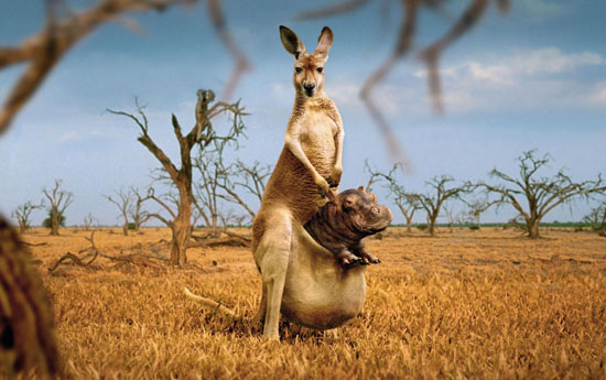 kangaroo_.jpg
