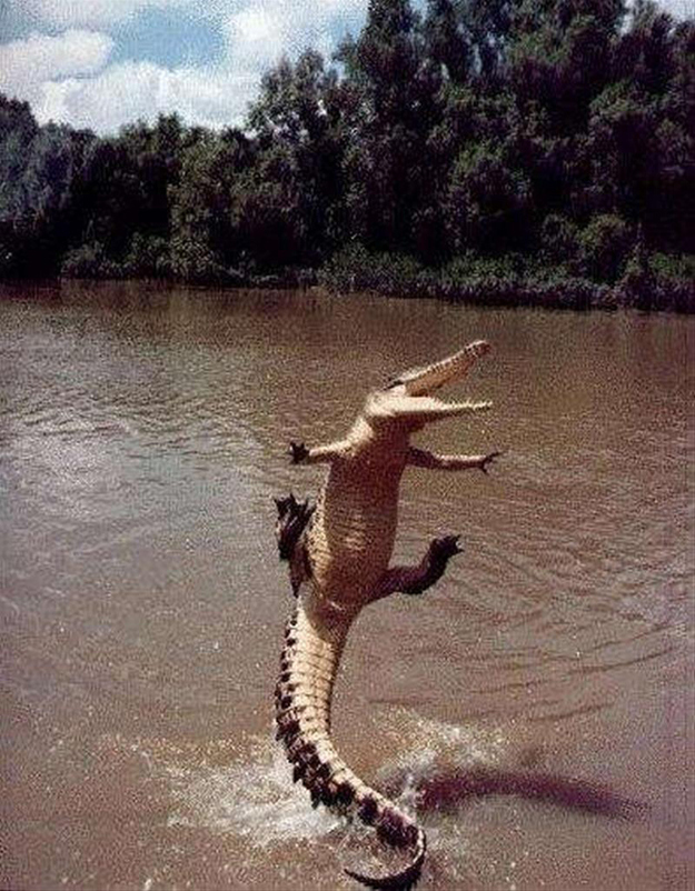 крокодилье счастье.jpg