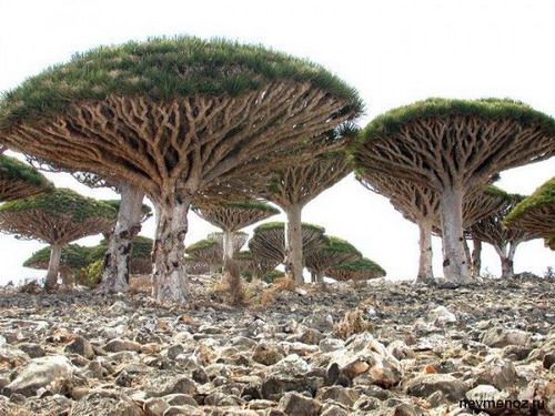 необычные деревья