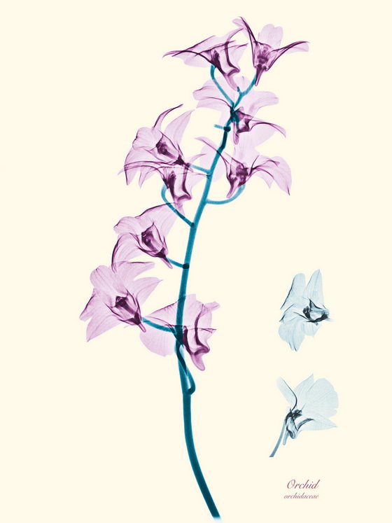 Орхидея.jpg