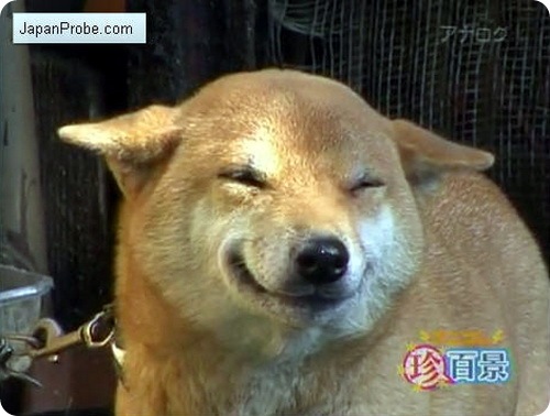 Так умеют ли собаки улыбаться, и действительно ли они применяют улыбку осознанно.jpg