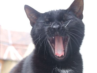 черная кошка чихает.JPG