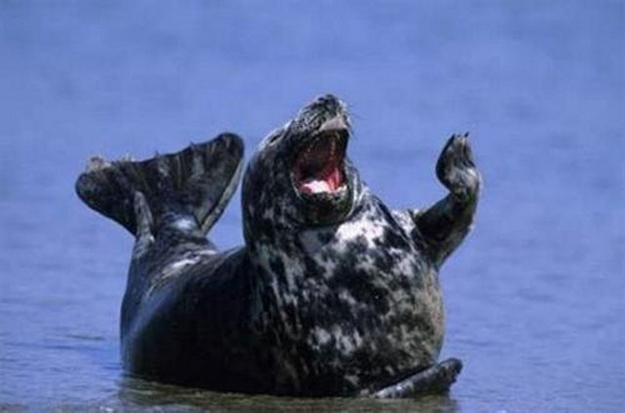 счастливый тюлень.jpg