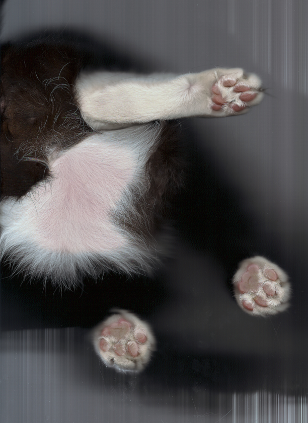 Грини – неустрашимая трехлапая кошка. (Submitted by Josh).jpg