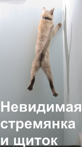 Коты и невидимые предметы7.jpg