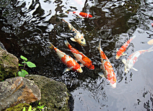 Рыба в декоративном пруде.jpg