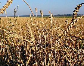 Россия вышла на третье место по экспорту зерна в мире