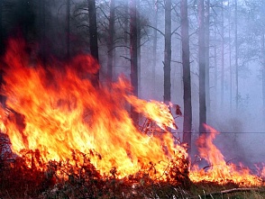До 38 очагов возросло число природных пожаров в Сибири, огнем охвачено 917,3 га лесов 