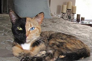 В интернете появилась новая звезда