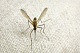 Россияне гибнут от укусов комаров