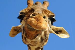  В зоопарке «Лимпопо» собирают деньги на новый вольер для жирафа