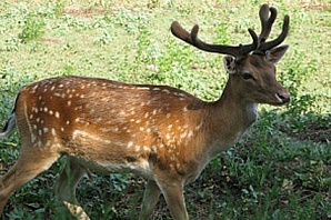 В зоопарке «Лимпопо» родились оленята