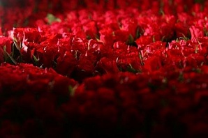 Житель Казахстана подарит жене миллион алых роз