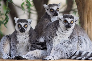 Мадагаскарские лемуры появились в экспозиции зоопарка «Лимпопо»