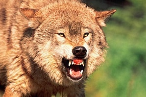 В Нижегородской области установлен карантин по бешенству