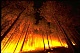 За сутки в России возникло почти 50 лесных пожаров, общая площадь которых превысила 1 тысячу гектаров