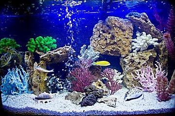 Аква-НН, аквариумный салон