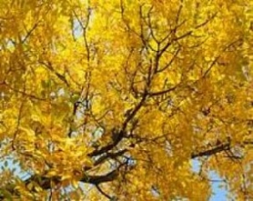 Нижегородскую область ждет потепление