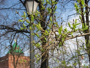 С понедельника в Нижнем начнется весна