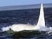 Ученые обнаружили уникального белого "кита-убийцу" (ФОТО)