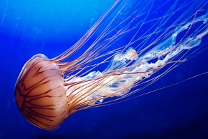Красавицы-медузы