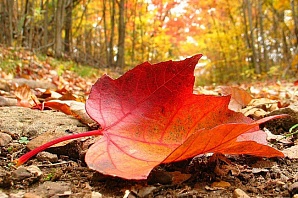 Бабье лето наступит в Нижнем 14 сентября