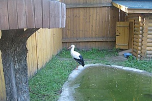 В зоопарке «Лимпопо»  создали «ЗооАзбуку»