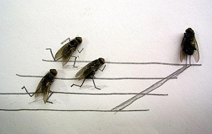 Очаровательные мухи