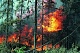 В 11 регионах страны из-за лесных пожаров установилась чрезвычайная ситуация