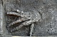 В Египте найден склад с отрубленными руками