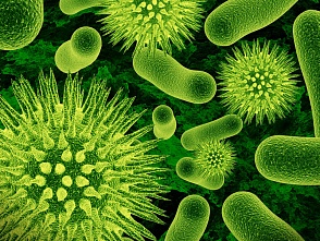 Организм человека состоит из двух килограммов бактерий