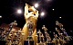 Киноакадемия США изменила правила присуждения «Оскара»