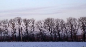 В Дзержинске в лесополосе был обнаружен обгоревший труп женщины