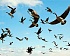 Перелетных птиц, прилетевших из Японии, проверят на радиацию