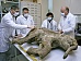 В России обнаружен детеныш мамонта