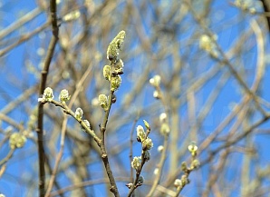 Облачная погода с небольшими осадками ожидает сегодня москвичей и жителей области